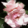 WhiteRose